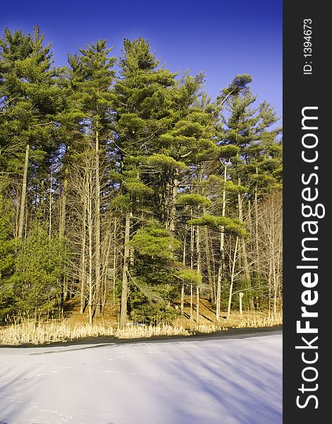 Coniferous forest in the canadian winter.