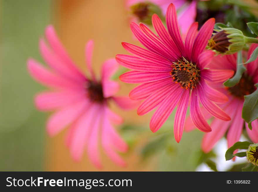 Red Osteospermum