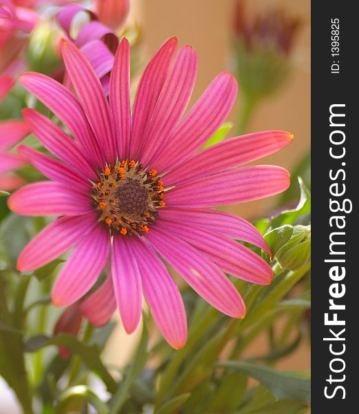 Red Osteospermum flower, daisy v