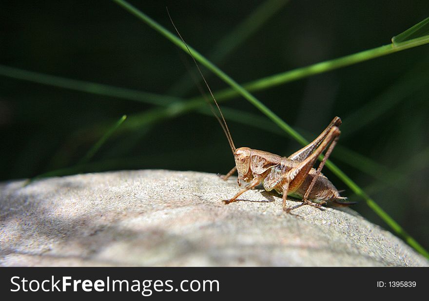 Close up of a grasshopper