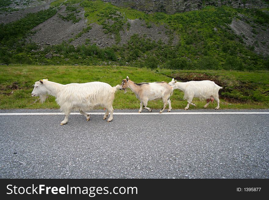 Three goats along the road. Three goats along the road