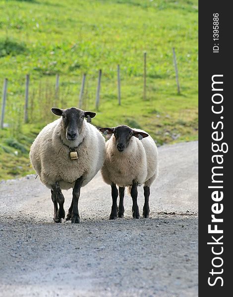 Two sheeps along the road. Two sheeps along the road