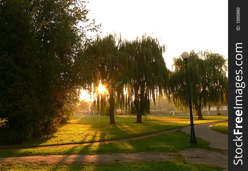 Backlit trees in the park at sunset. Backlit trees in the park at sunset
