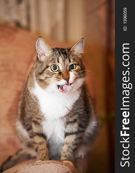 Cat speaker. Kuzia - senior cat (12 y.o.)