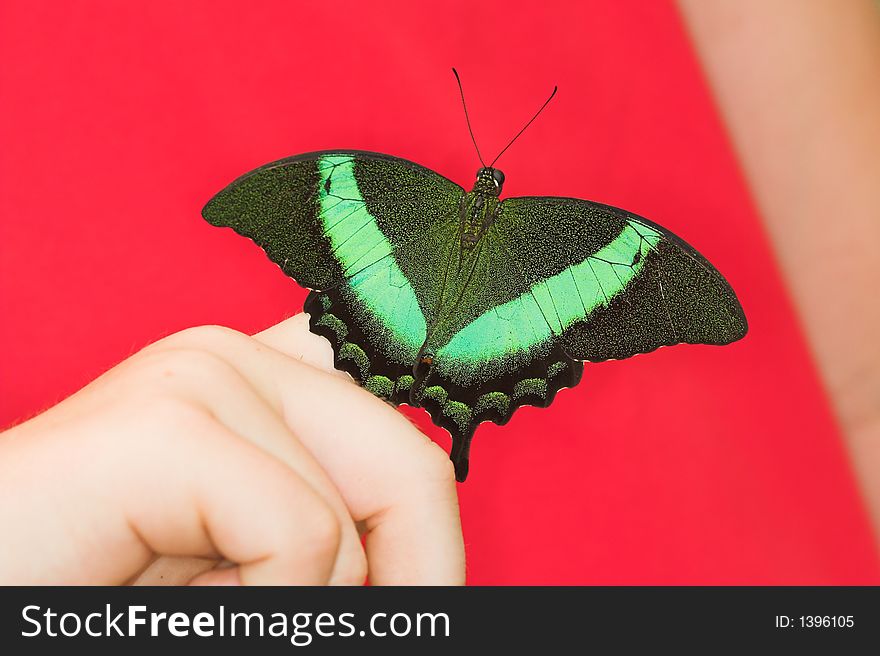 Papilio Palinurus (Green-banded Peacock Swallowtail)