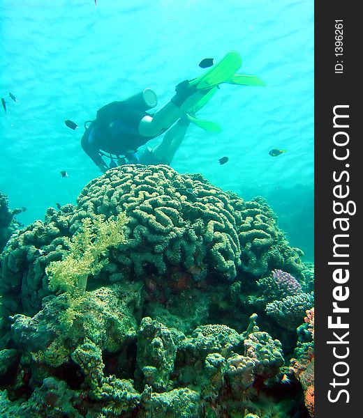 Diver swims over coral head. Diver swims over coral head