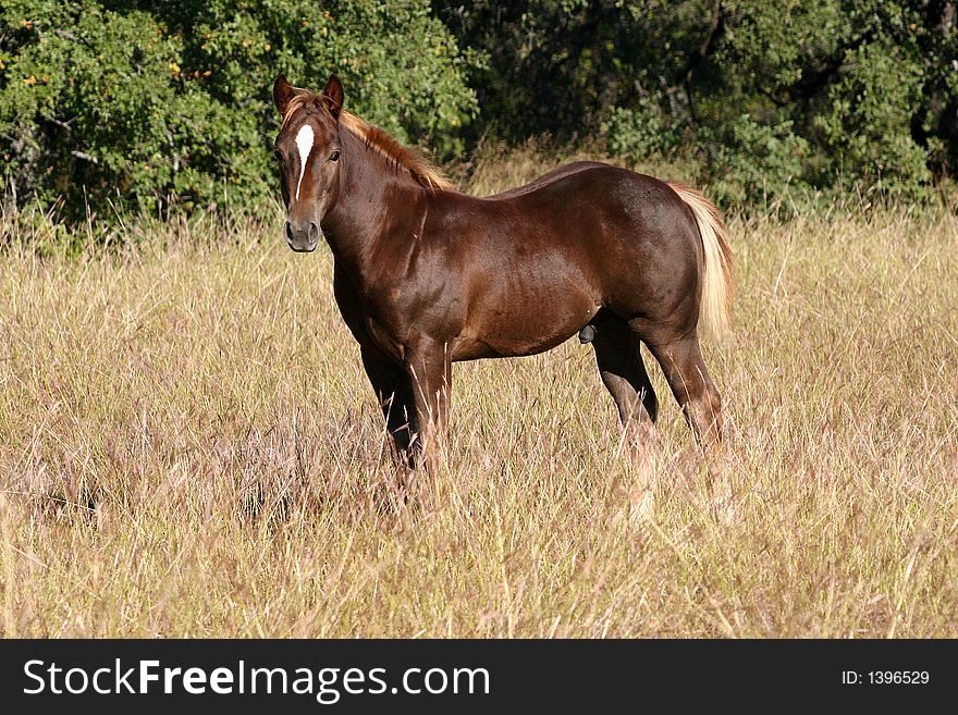 Liver chestnut stud colt with blonde mane and tail, standing in tall grass, autumn, tree line in background, morning sunshine. Liver chestnut stud colt with blonde mane and tail, standing in tall grass, autumn, tree line in background, morning sunshine.