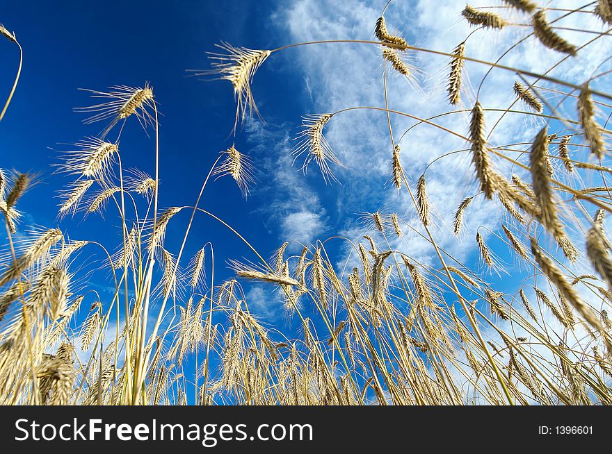 Field of rye ready to be harvested, shallow depth of field. Field of rye ready to be harvested, shallow depth of field