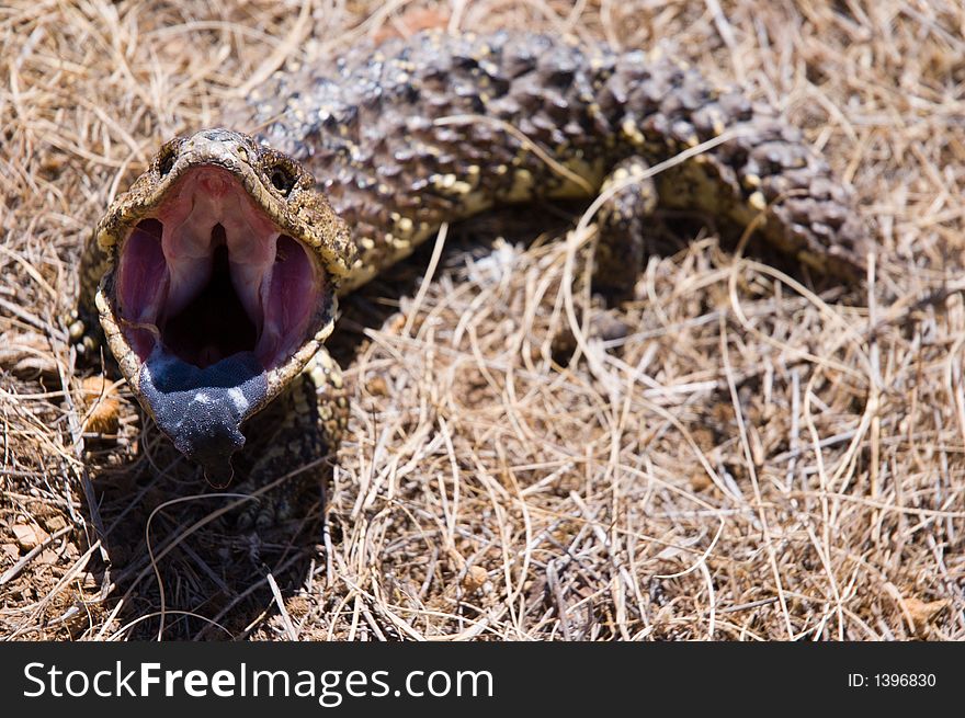 A Shingleback Lizard sees me as a threat. A Shingleback Lizard sees me as a threat.
