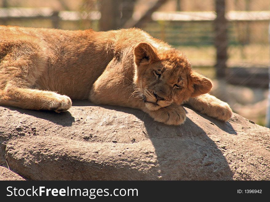 Lion cub naps on a rock in South Africa