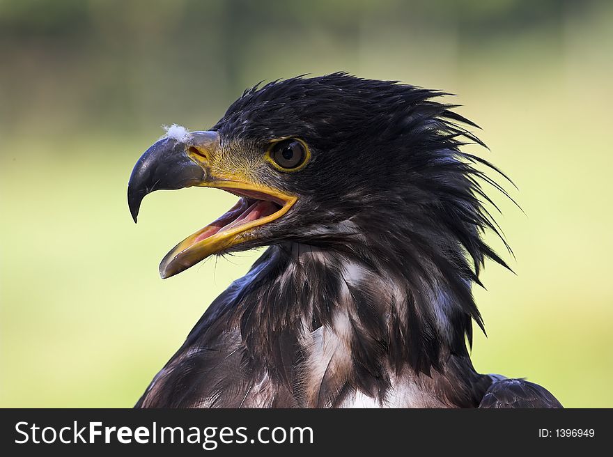 This is a male Bald Eagle at the age of one year. He will get his characteristic white head only at the age of six or seven. This is a male Bald Eagle at the age of one year. He will get his characteristic white head only at the age of six or seven.