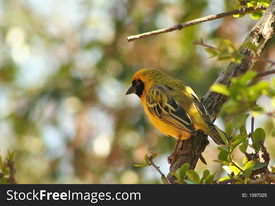 Yellow African bird sitting on a branch