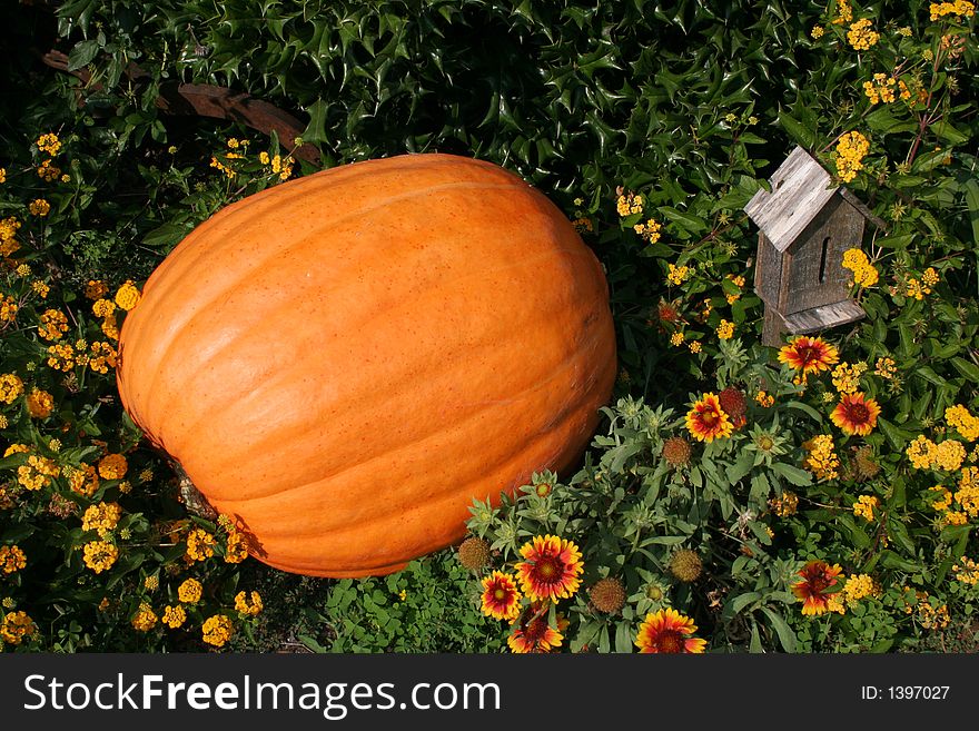 One large pumpkin in patch of orange flowers