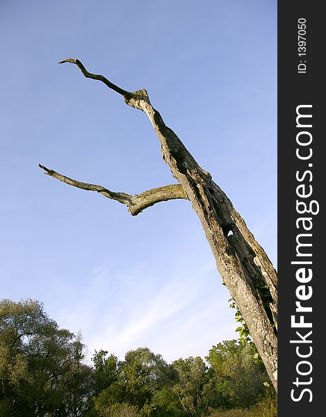 An upward angled view of a large dead Y-shaped tree against a blue sky background. An upward angled view of a large dead Y-shaped tree against a blue sky background