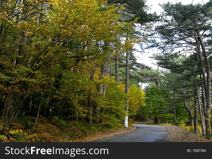 View of road in autumn forest