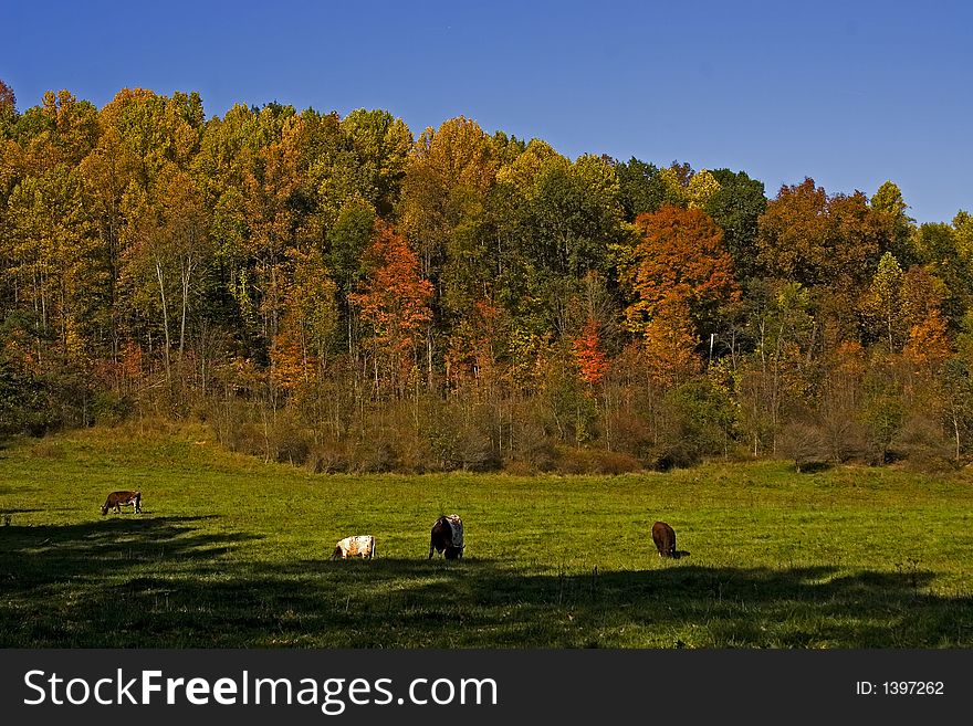 A beautiful pasture with cattle and fall foliage background. A beautiful pasture with cattle and fall foliage background