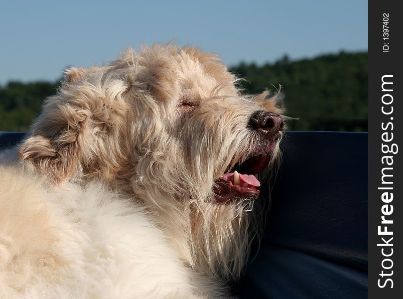 Snoozing dog riding in a boat with his tongue hanging out