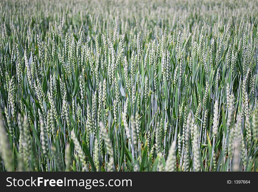 Perspective view on wheat ears in farm field, horizontal. France, Europe. Perspective view on wheat ears in farm field, horizontal. France, Europe.