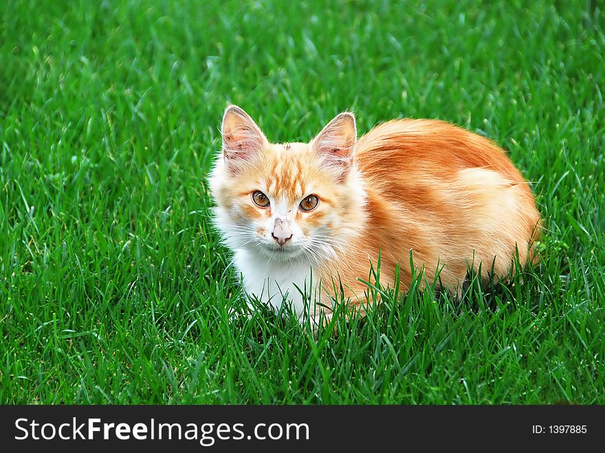 Lovely kitten on clean grass. Lovely kitten on clean grass