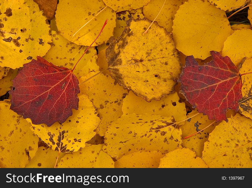 Symbols of autumn - red and yellow withering leaves