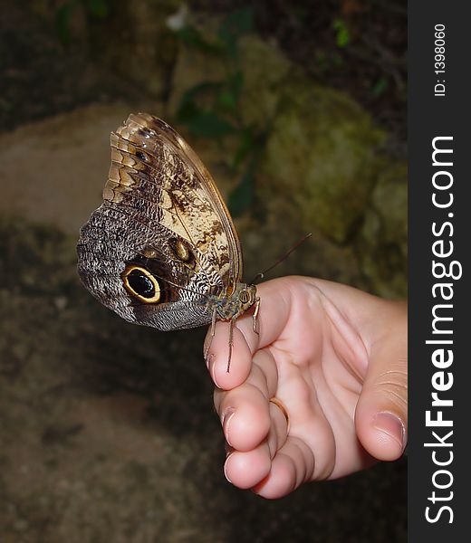 Beautiful exotic butterfly on a hand. Beautiful exotic butterfly on a hand