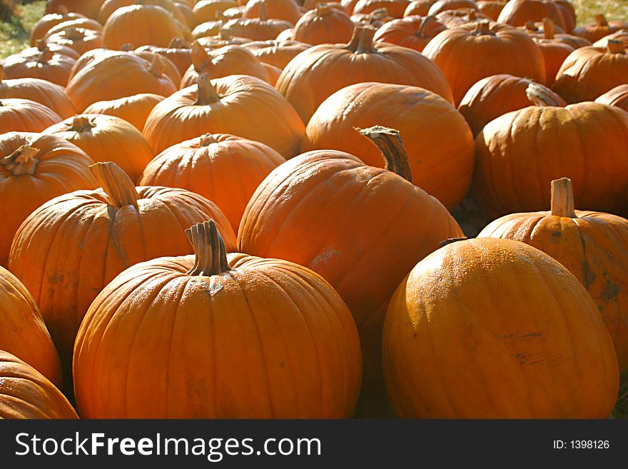 A shot of a beautiful pumpkin patch. A shot of a beautiful pumpkin patch