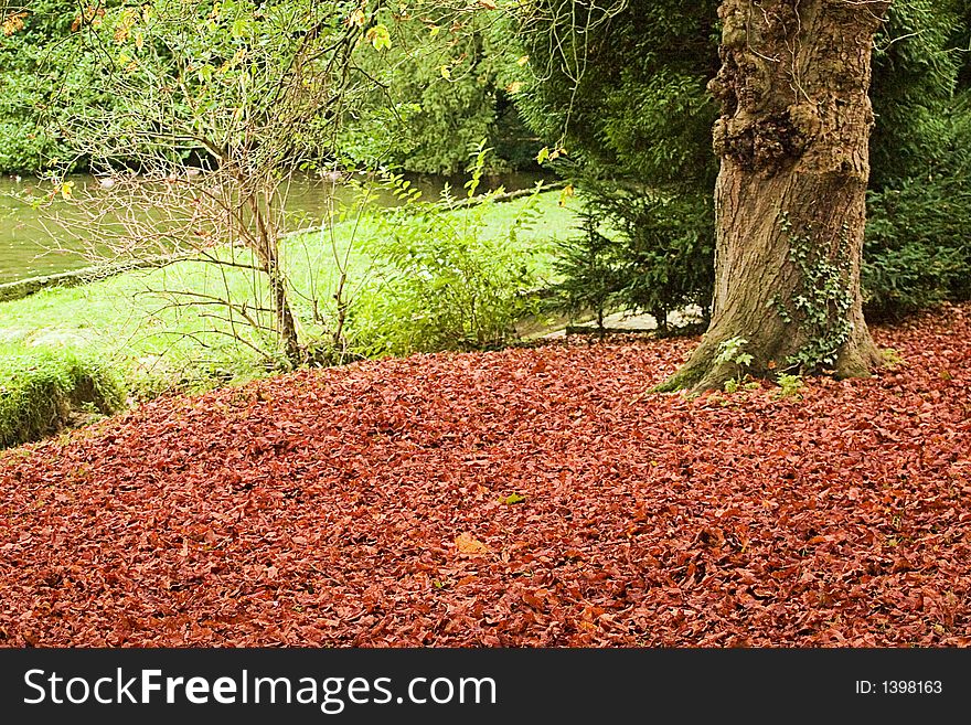 Bed of leaves under a tree. Bed of leaves under a tree