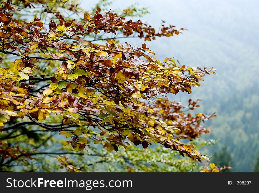 Tree in the fall season