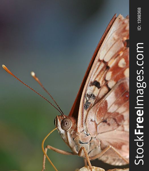 A close portrait of a butterfly. A close portrait of a butterfly