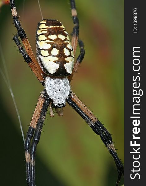 Yellow and black argiope spider