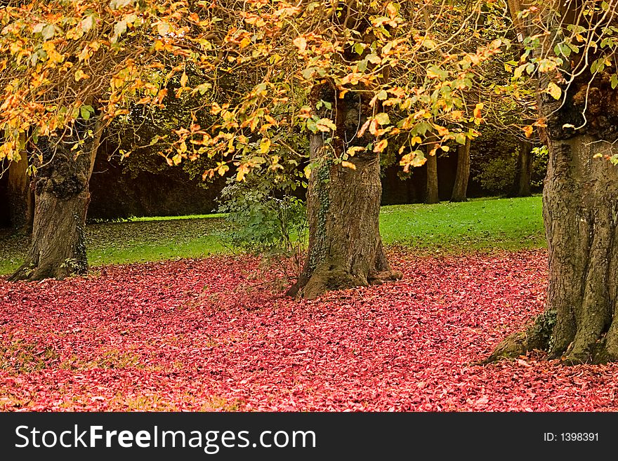 3 Trees on a bed of autumn leaves. 3 Trees on a bed of autumn leaves
