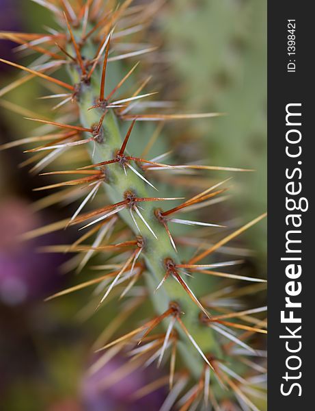 A very close up of a beavertail cactus