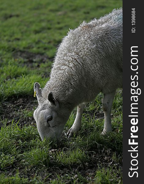 Sheep feeding on grass in an English meadow.