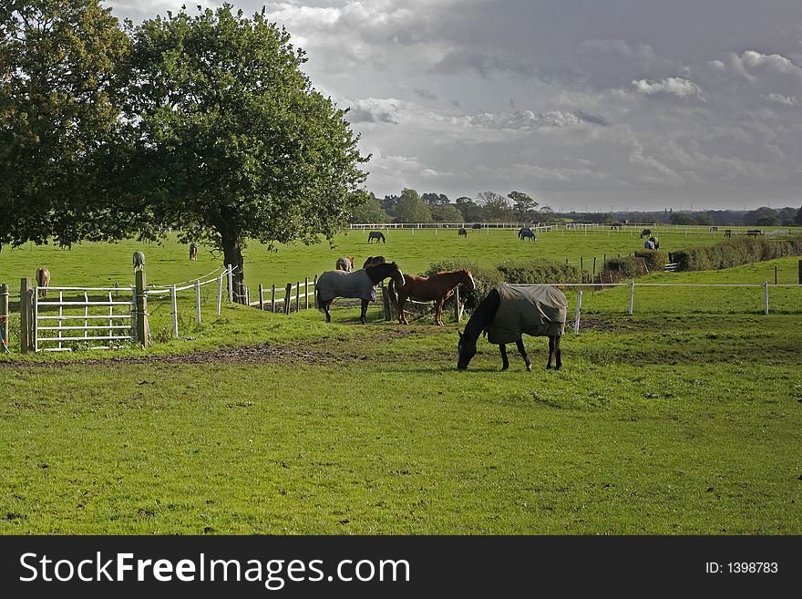 Horses On Farmland, Wirral, England