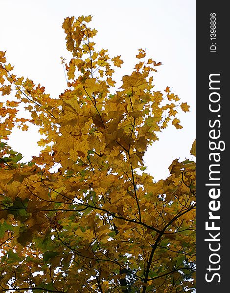 Wood on coast of a gulf in the autumn. Wood on coast of a gulf in the autumn