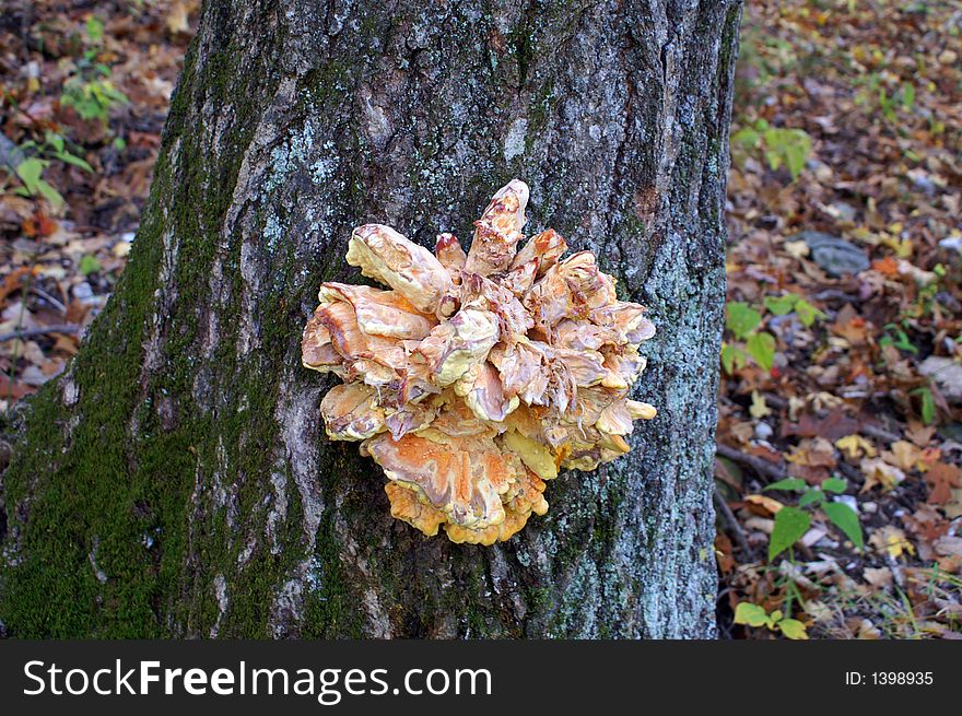 Fungus on Tree - Lewis and Clark Hiking Trail - Missouri