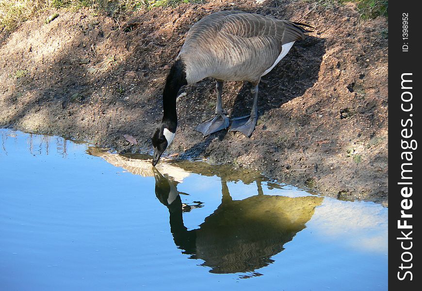 Canadian Goose drinking from a pond