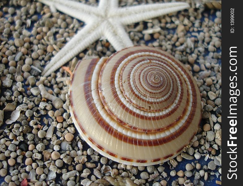 Sea Shell on Beach Sand