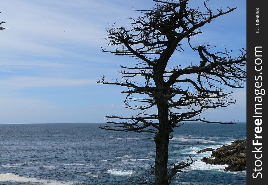 Cypress tree at Pebble Beach