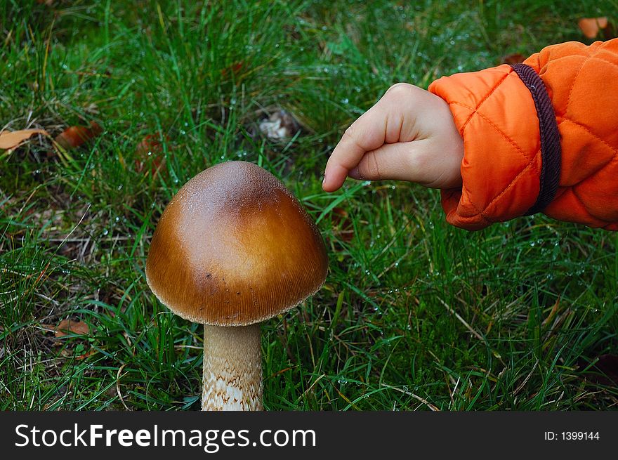 Mushrooms With Hand Of Child