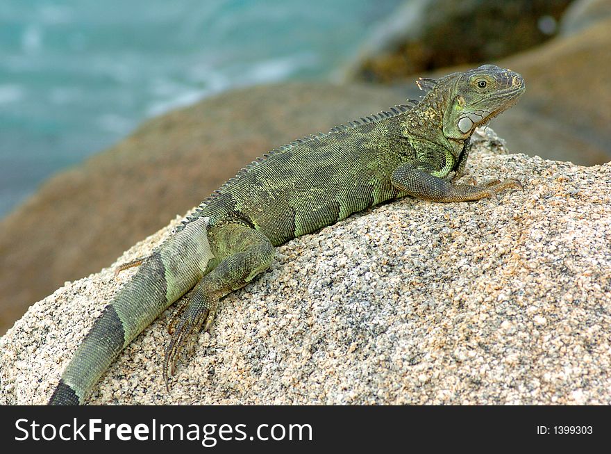 Colorful iguana resting in the sun. Colorful iguana resting in the sun