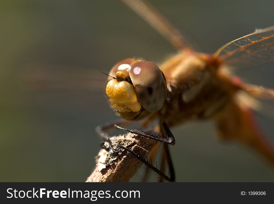 A macro close-up of a dragon fly with the head and eyes being the center of focus. He looks like he's smiling. A macro close-up of a dragon fly with the head and eyes being the center of focus. He looks like he's smiling.