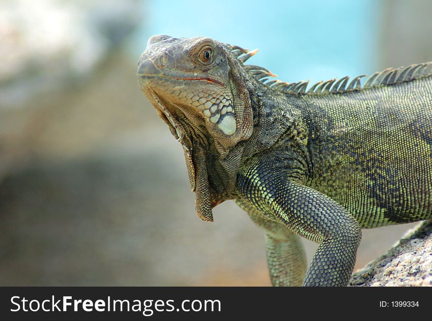 Colorful iguana resting in the sun. Colorful iguana resting in the sun