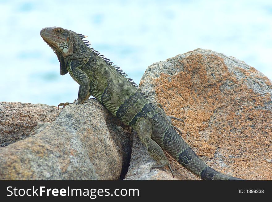 Colorful iguana resting in the sun. Colorful iguana resting in the sun