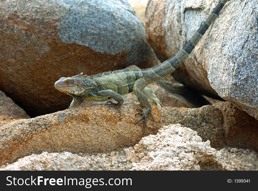 Colorful iguana resting in the sun. Colorful iguana resting in the sun