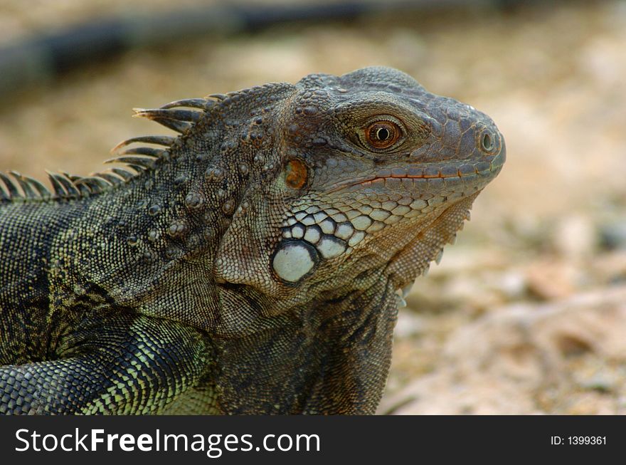 Colorful iguana resting in the sun. Colorful iguana resting in the sun
