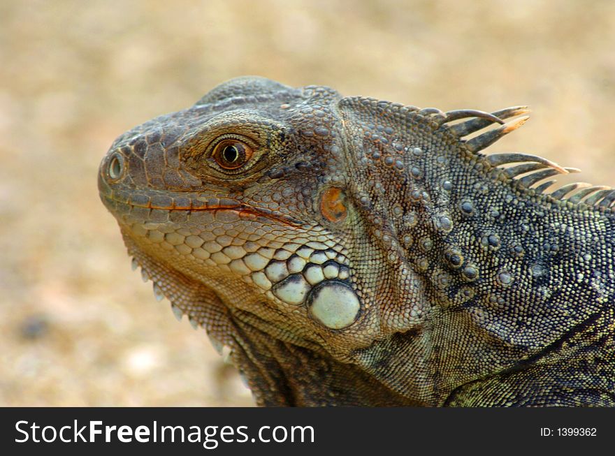 Colorful iguana resting in the sun. Colorful iguana resting in the sun