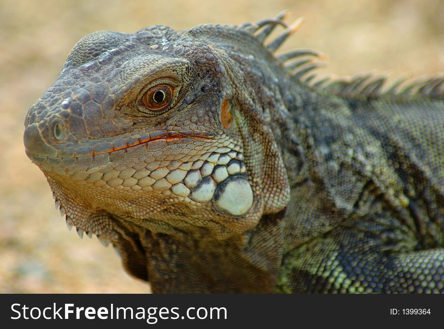 Colorful iguana resting in the sun. Colorful iguana resting in the sun