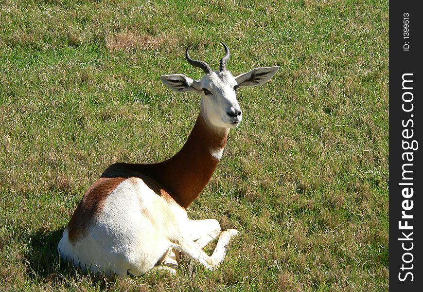 Dama Gazelle relaxing in the grass