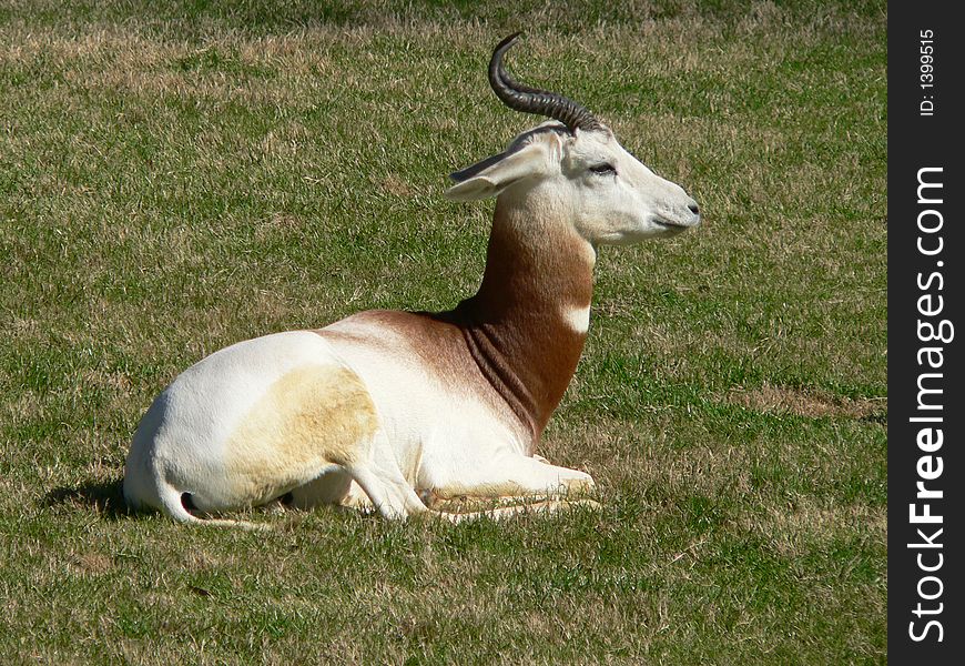 Dama Gazelle relaxing in the grass